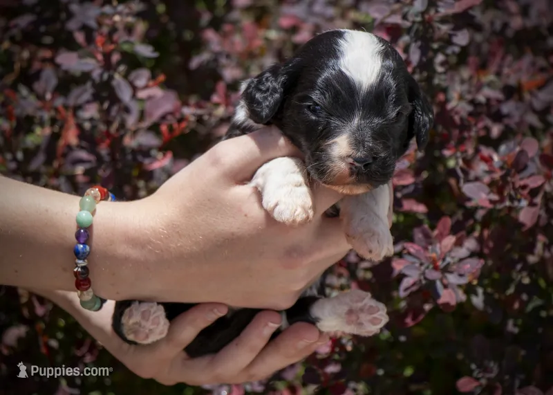 North - Tuxedo – Aussiedoodle puppy for sale in Colorado Springs, CO