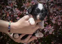 North - Tuxedo, a female Aussiedoodle for sale in Colorado Springs, CO – 1 of 6