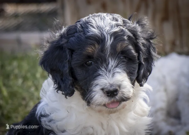 Fox - Tricolor – Miniature Aussiedoodle puppy for sale in Colorado Springs, CO