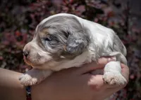West - Tricolor Merle, a male Aussiedoodle for sale in Colorado Springs, CO – 3 of 6