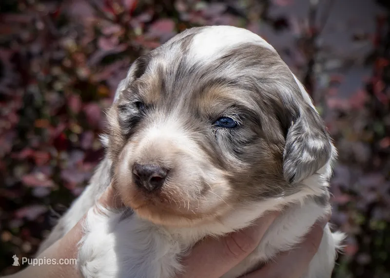 West - Tricolor Merle – Aussiedoodle puppy for sale in Colorado Springs, CO