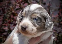 West - Tricolor Merle, a male Aussiedoodle for sale in Colorado Springs, CO – 1 of 6