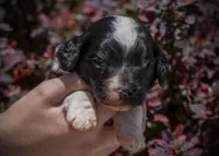 North - Tuxedo, a female Aussiedoodle for sale in Colorado Springs, CO – 4 of 6