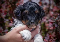 Cougar - Tricolor, a female Miniature Aussiedoodle for sale in Colorado Springs, CO – 1 of 4