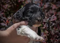 East - RARE Color Mutation, a male Aussiedoodle for sale in Colorado Springs, CO – 3 of 6