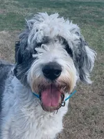 West - Tricolor Merle, a male Aussiedoodle for sale in Colorado Springs, CO – 5 of 6