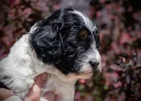 Fox - Tricolor, a female Miniature Aussiedoodle for sale in Colorado Springs, CO – 2 of 4