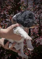 East - RARE Color Mutation, a male Aussiedoodle for sale in Colorado Springs, CO – 4 of 6