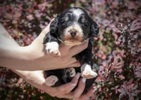 South - Tricolor Tuxedo, a female Aussiedoodle for sale in Colorado Springs, CO – 2 of 5