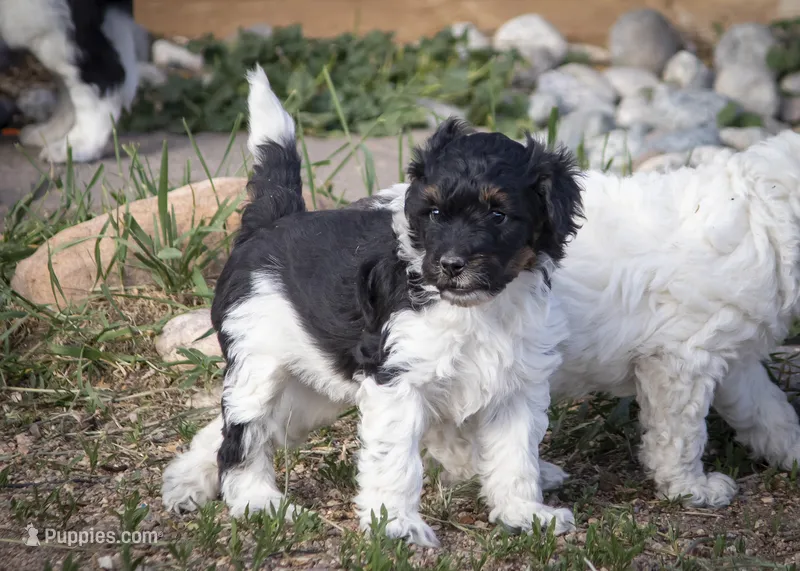 Cougar - Tricolor – Miniature Aussiedoodle puppy for sale in Colorado Springs, CO