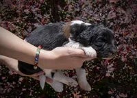 East - RARE Color Mutation, a male Aussiedoodle for sale in Colorado Springs, CO – 2 of 6