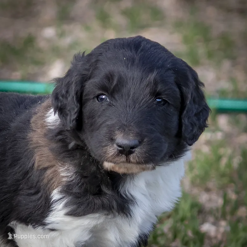 East - RARE Color Mutation – Aussiedoodle puppy for sale in Colorado Springs, CO