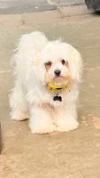 puppy1, a male Maltese for sale in Beaverton, OR – 2 of 4