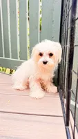 puppy1, a male Maltese for sale in Beaverton, OR – 3 of 4