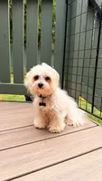 puppy1, a male Maltese for sale in Beaverton, OR – 4 of 4