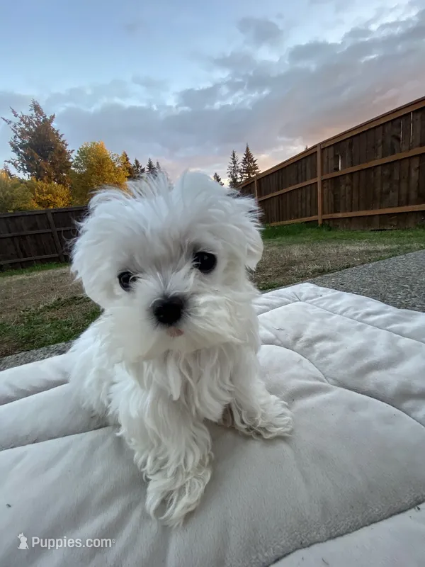 puppy maltese  – Maltese puppy for sale in Beaverton, OR