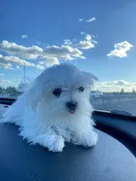 puppy1, a  Maltese for sale in Vancouver, WA – Photo 4 of 5