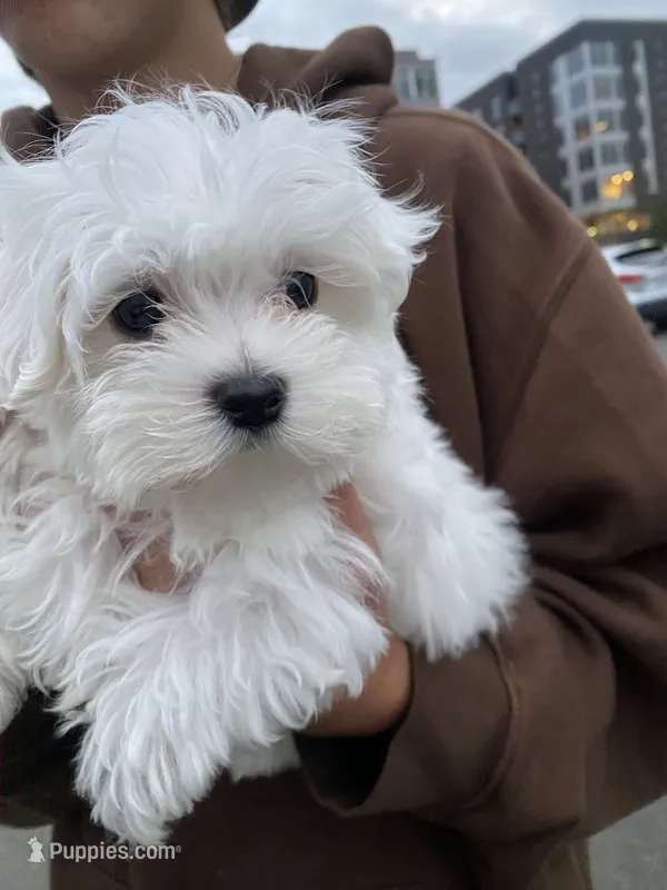 puppy1 – Maltese puppy for sale in Vancouver, WA