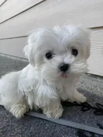 puppy1, a  Maltese for sale in Vancouver, WA – Photo 2 of 5
