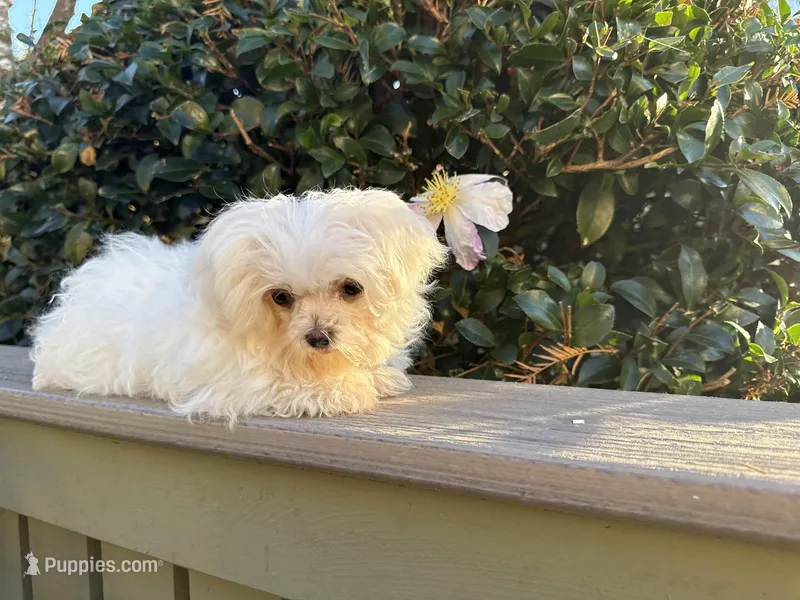 puppy1 – Maltese puppy for sale in Beaverton, OR