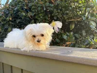 puppy1, a  Maltese for sale in Vancouver, WA – Photo 5 of 5