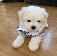 puppy maltese , a female Maltese for sale in Beaverton, OR – 2 of 2
