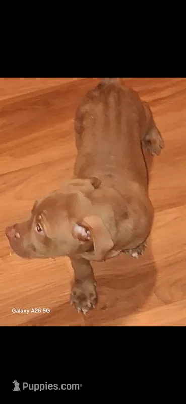 Cocco – American Pit Bull Terrier puppy for sale in Warrior, AL