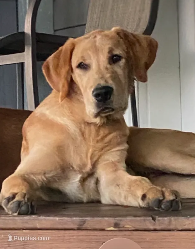 Teddy – Golden Retriever, Labrador Retriever puppy for sale in Opelousas, LA