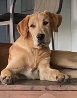 Teddy, a male Golden Retriever and Labrador Retriever for sale in Opelousas, LA – 1 of 1