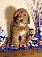 Oliver , a male Goldendoodle for sale in Corpus Christi, TX – 1 of 1