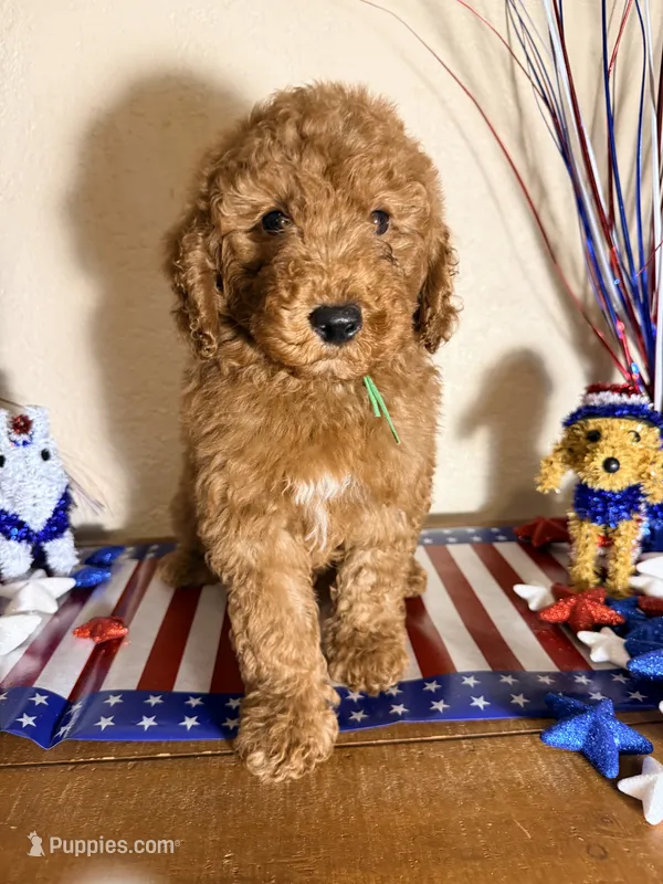 Winston  – Goldendoodle puppy for sale in Corpus Christi, TX