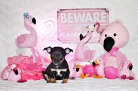 Marty, a male Chihuahua for sale in Charleston, AR – 5 of 5