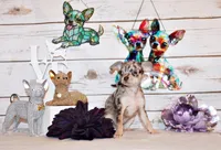 Hazel, a female Chihuahua for sale in Charleston, AR – 3 of 3