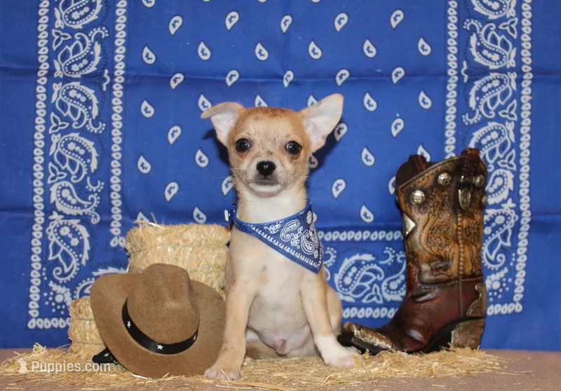 Thaddeus – Chihuahua puppy for sale in Charleston, AR