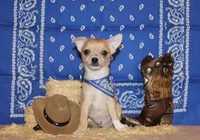 Thaddeus, a male Chihuahua for sale in Charleston, AR – 1 of 8