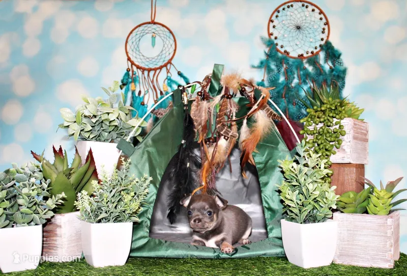 Wendall – Chihuahua puppy for sale in Charleston, AR