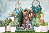 Wendall, a male Chihuahua for sale in Charleston, AR – 7 of 7