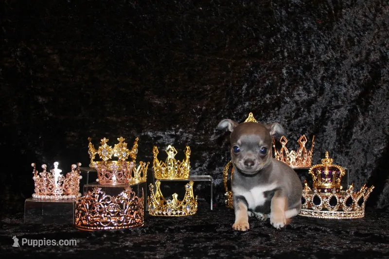 Wendall – Chihuahua puppy for sale in Charleston, AR