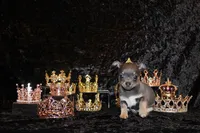 Wendall, a male Chihuahua for sale in Charleston, AR – 4 of 7