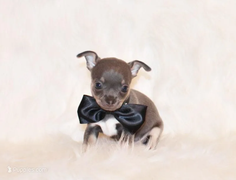 Wendall – Chihuahua puppy for sale in Charleston, AR