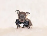 Wendall, a male Chihuahua for sale in Charleston, AR – 5 of 7