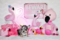Odin, a male Chihuahua for sale in Charleston, AR – 3 of 5