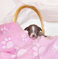 Poppet, a female Chihuahua for sale in Charleston, AR – 2 of 2