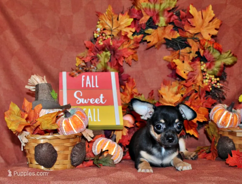 Navy – Chihuahua puppy for sale in Charleston, AR