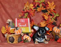 Navy, a male Chihuahua for sale in Charleston, AR – 1 of 6
