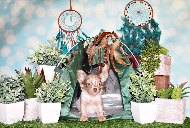 Phineas – Chihuahua puppy for sale in Charleston, AR