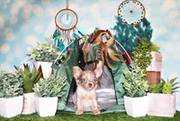 Phineas, a male Chihuahua for sale in Charleston, AR – 1 of 4