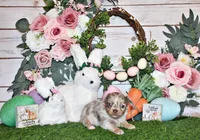 Phineas, a male Chihuahua for sale in Charleston, AR – Photo 2 of 2