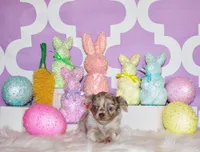 Phineas, a male Chihuahua for sale in Charleston, AR – Photo 1 of 2