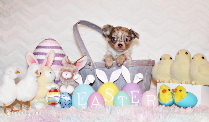 Phineas – Chihuahua puppy for sale in Charleston, AR